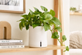 Self-Watering Indoor Planter